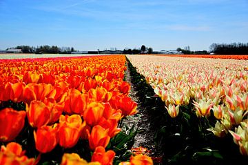 Eindeloze tulpen van Frank's Awesome Travels