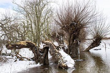 Besneeuwd Rivierenland van Ingrid de Vos - Boom