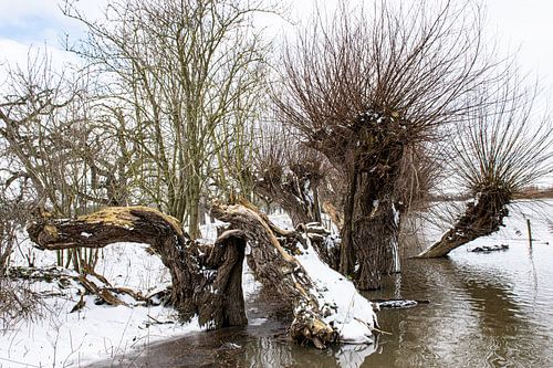 Besneeuwd Rivierenland