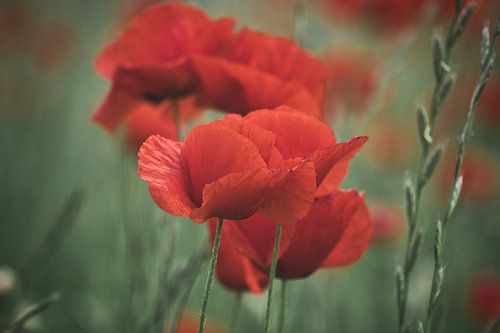 Poppy with red petals