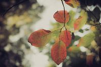 Herfst