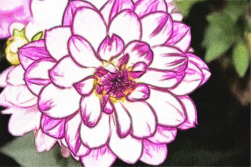  dahlia