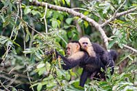 singe écureuil avec enfant costa rica