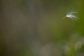 Pluis von Desirée de Beer