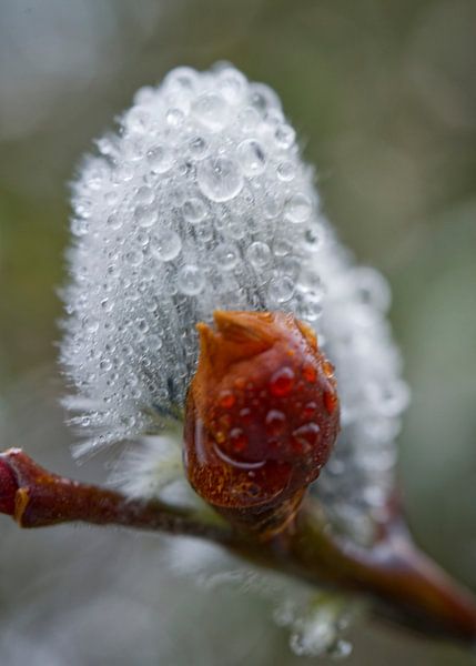 Pussy Willow Bud by Iris Holzer Richardson