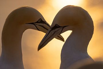 Oiseaux - La parade nuptiale des fous de Bassan au coucher du soleil sur Servan Ott