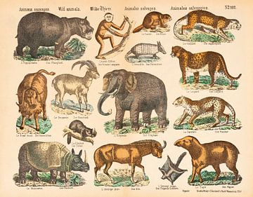 Vintage-Illustration mit afrikanischen Tieren von Studio Wunderkammer