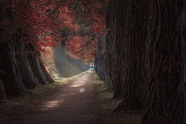 Autumn Lane by Patricia Boekhout