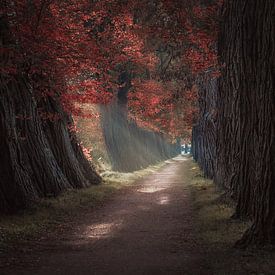 Autumn Lane sur Patricia Boekhout