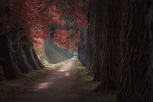 Autumn Lane von Patricia Boekhout