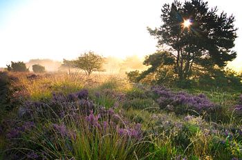 Dwingelderveld hors de la brume 1