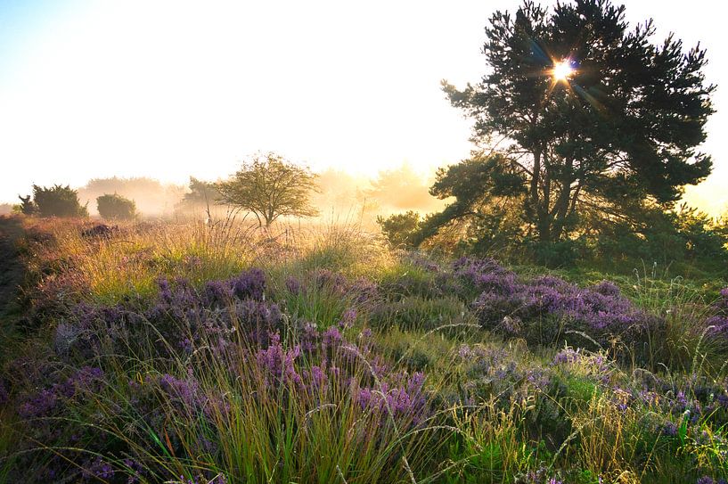 Dwingelderveld out of the mist 1 by Jan Meijer