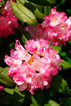 Pink rhododendron flower, close up, Germany by Torsten Krüger