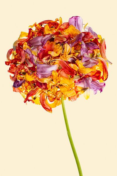 Un bouquet de tulipes en 1 fleur (II) par Klaartje Majoor