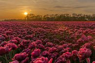 Zonsondergang bij de tulpen. van Erik de Rijk thumbnail