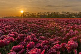 Sunset at the tulips. by Erik de Rijk
