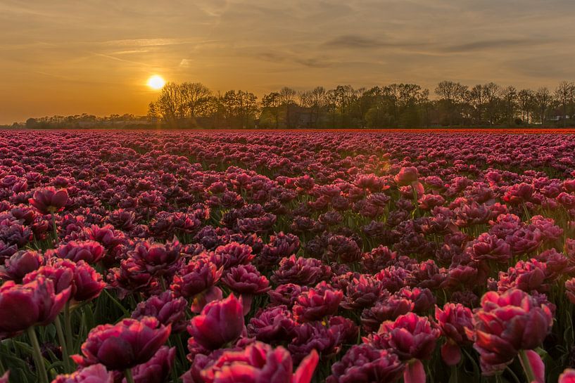 Zonsondergang bij de tulpen. van Erik de Rijk