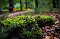 Weizen schwamm im Moos eines Herbstwaldes von Fotografiecor .nl Miniaturansicht