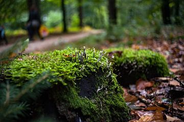 Geweizwam in het mos van een herfstbos van Fotografiecor .nl