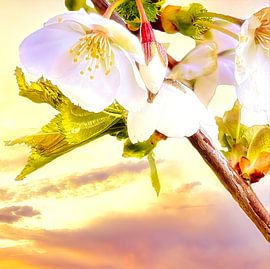 White blossom on branch