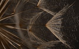 Vulnerable yet resilient strength – Light falls on the golden-coloured fluff by Marjolijn van den Berg