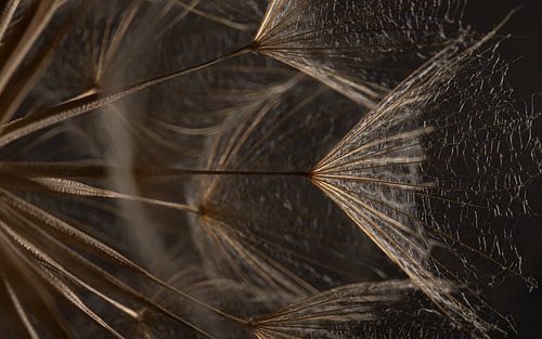 Vulnerable yet resilient strength – Light falls on the golden-coloured fluff by Marjolijn van den Berg