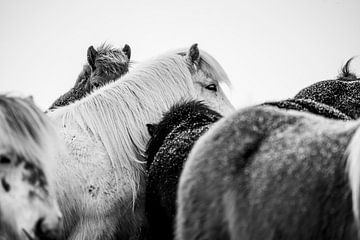 Winterharmonie IJslandse Paarden in Zwart-Wit van Femke Ketelaar