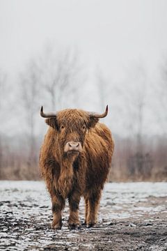 schottische Hochlandrinder Porträt im Winter von Lotte van Alderen