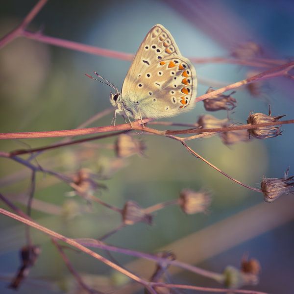 Icrus blue on a twig by Jolanda Aalbers