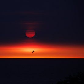 Jan-van-Gent met een mooie zonsondergang van Judith Borremans Natuurfotografie