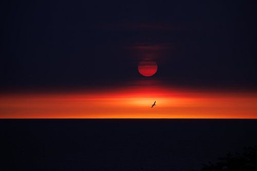 Jan-van-Gent met een mooie zonsondergang van Judith Borremans Natuurfotografie