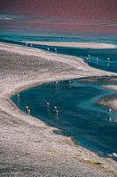Bolivianische blau-rote Lagune mit Flamingo's