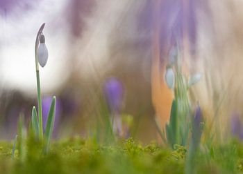 Snowdrop in morning light