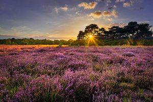 Zonsondergang op de Regte Heide van Dennis Donders