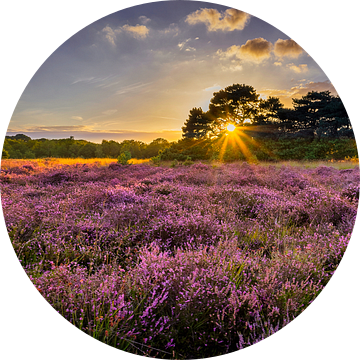 Zonsondergang op de Regte Heide van Dennis Donders