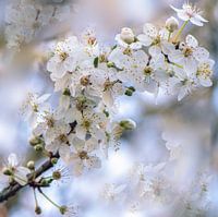 Witte bloesem