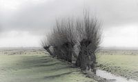 De knotwilg