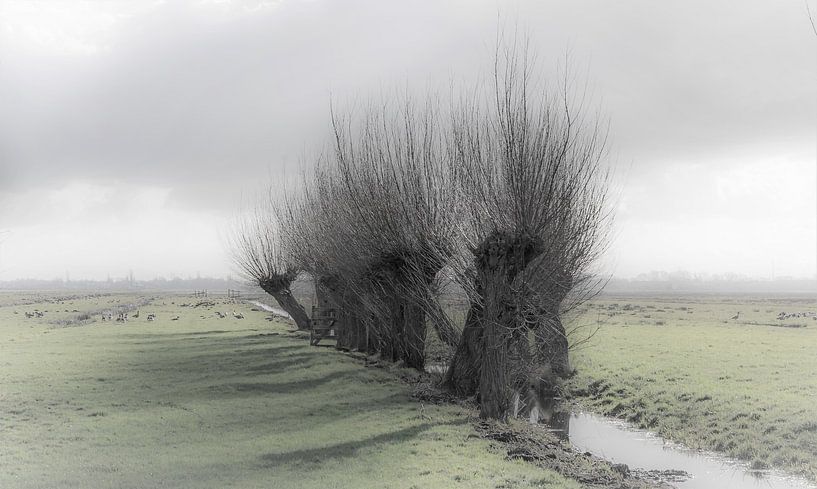 Die Kopfweide von René van Leeuwen