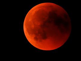 Bloedmaan von Bram van den Berg