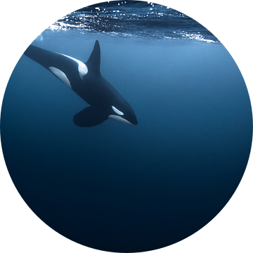 Een prachtige orka in noord Noorwegen van Koen Hoekemeijer