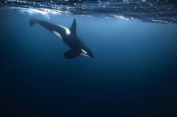 Een prachtige orka in noord Noorwegen