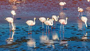 Die Flamingos der Laguna Colorada