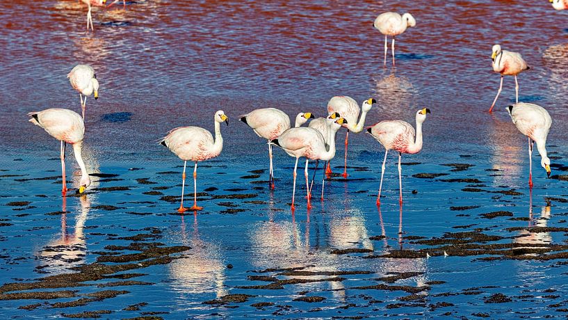 Die Flamingos der Laguna Colorada von Roland Brack
