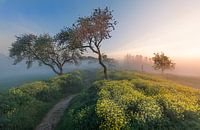 Dutch spring image