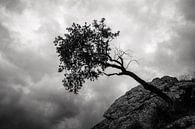 Hängender Baum in der Sierra Nevada von Martijn Smeets Miniaturansicht