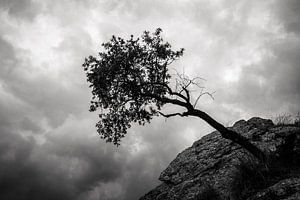 Hängender Baum in der Sierra Nevada