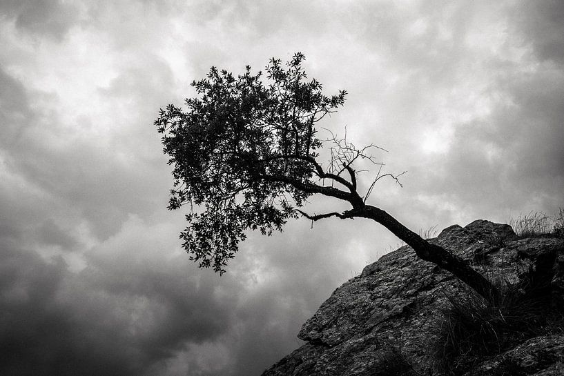 Hangende boom in de Sierra Nevada van Martijn Smeets