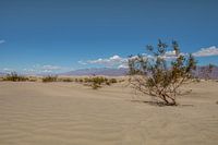 Death valley struik