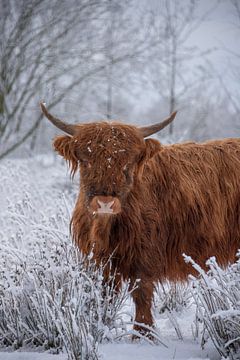 Scottish Highlander in a white landscape by Ans Bastiaanssen