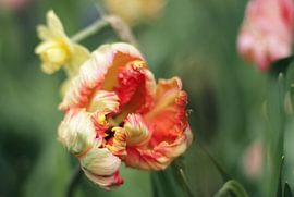 Tulip by Marianna Pobedimova